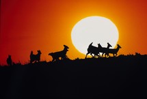 silhouettes of deer at sunset 