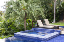 palm tree by a resort pool 