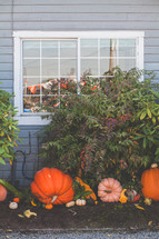 fall decorations of pumpkins and gourds in front of a house window 