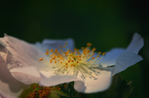 Closeup Dog rose (Rosa canina) flower in Morning Forest
