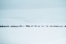 Cows grazing in the snow.