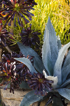 purple and green leaves on succulent plants