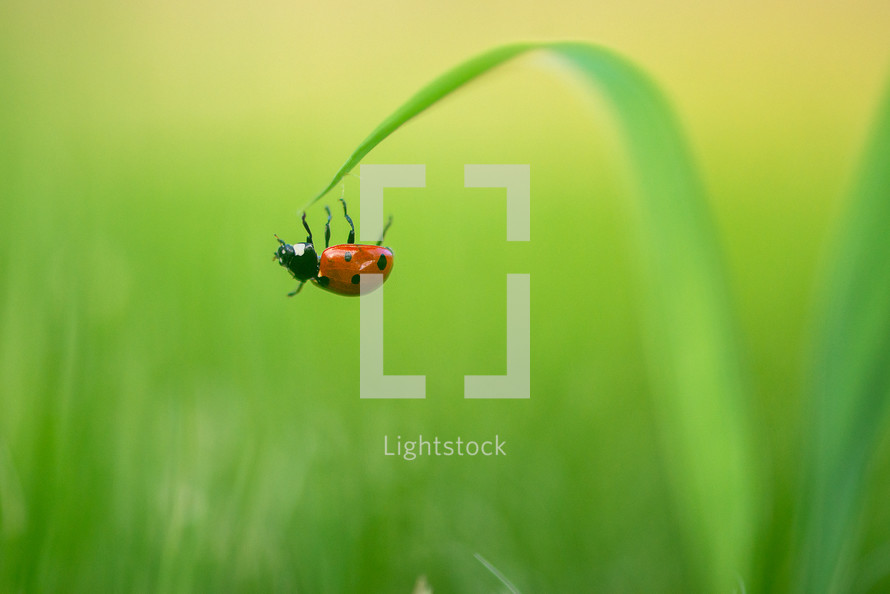 ladybug on a blade of grass 