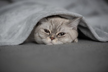 Adorable Cat Snuggled Beneath a Cozy Blanket, Dreaming in Peace