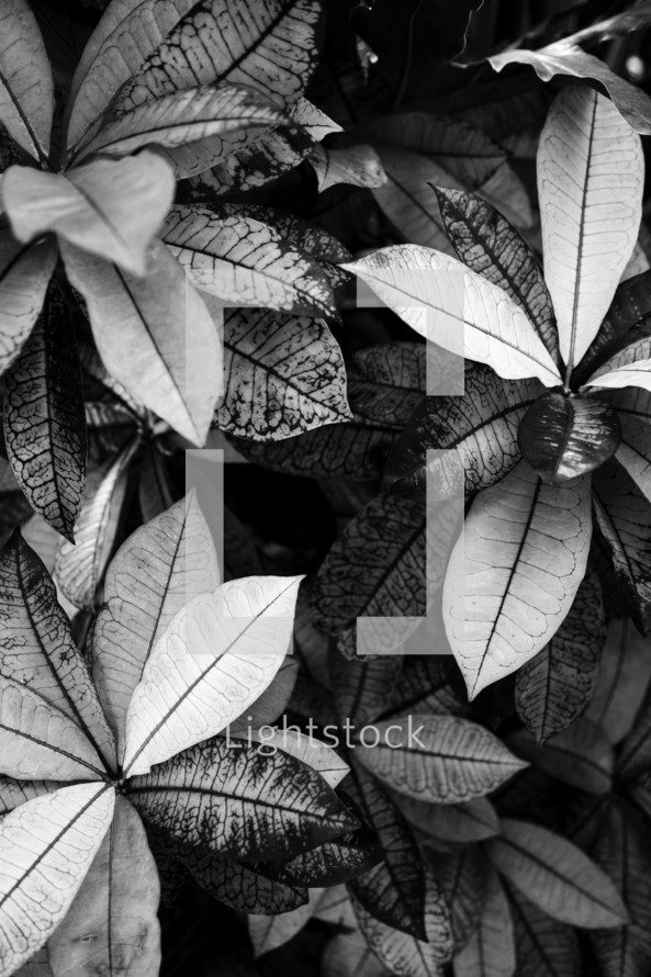 tropical plant leaves in black and white 
