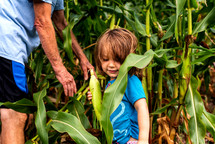grandfather and granddaughter picking corn 