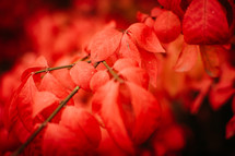bright red leaves 