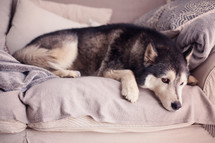 dog sleeping on a couch 
