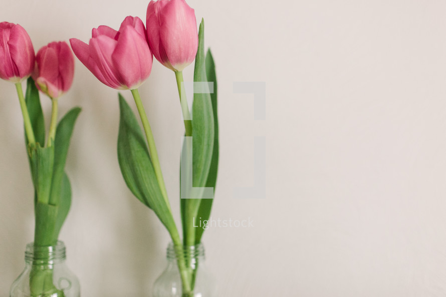 Pink tulips in vases on a white background.