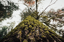 lichen on a tall tree trunk 
