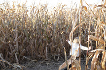 Little kid playing in the corn stalks