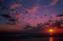 geese in the sky at sunset 