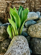 plant growing between rocks 
