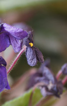 African violet(scientific name Streptocarpus Saintpaulia) plant purple flower