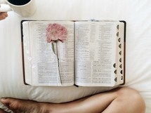 pressed flower on the pages of a Bible 
