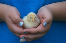 child holding a baby chick 