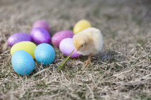 Easter eggs and a baby chick 