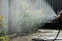 watering a rose bush with a hose 