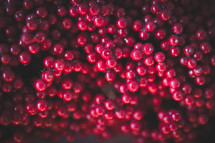 red berries background 