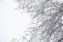 Ice and snow on tree branches and winter sky