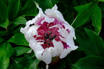 blooming red and white flower 