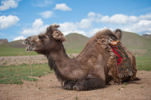 Resting camel near a mountain range.