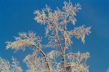 Snow and ice on tree against blue sky.