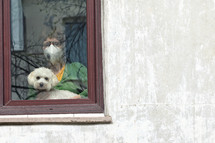 Self-isolate Woman and her Dog Looking Out Window Home