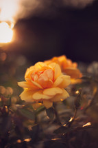 yellow rose on a rose bush 