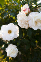 white roses on a bush 