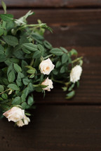 white rose bush 
