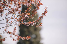 Flowering branches of a tree