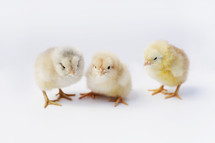 Newborn baby chicks.