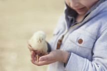 Holding a baby chick.