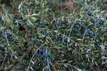 Olive Branches in Jerusalem 