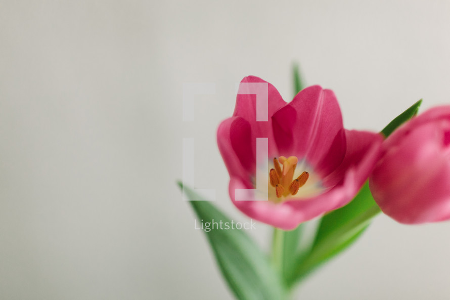 pink tulips 