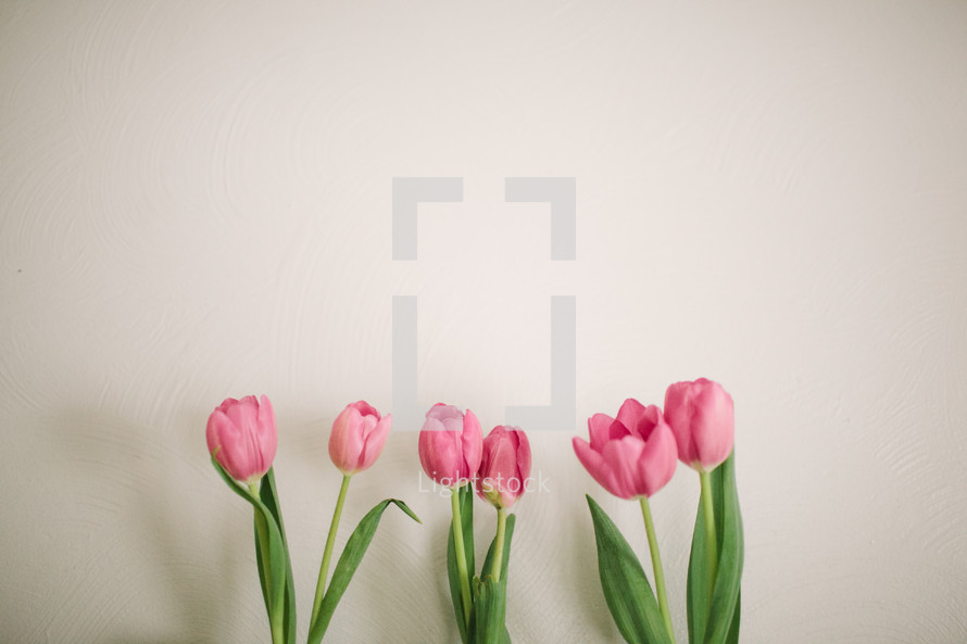 Pink tulips on a white background.