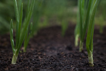 green onion sprouts in soil 