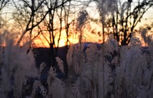 tall grasses in a field at sunset 