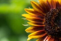 sunflower closeup 