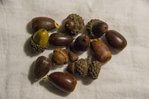 acorns 