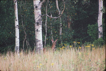 deer in a forest 