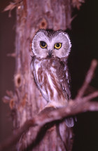 Sawet owl 