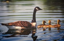 goose and goslings 