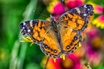 painted lady butterfly 