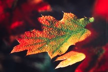 wet fall leaf 