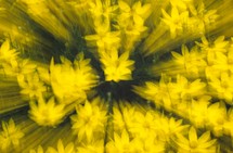 blurry yellow flowers 