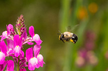 Bee flying to Snapdragon flower