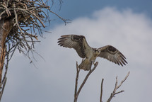 Osprey guarding nesting site.