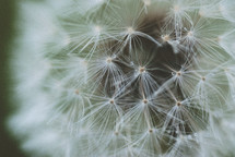 dandelion seeds closeup 